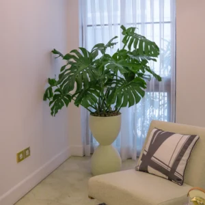 Monstera Deliciosa